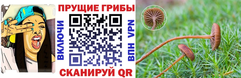 Псилоцибиновые грибы GOLDEN TEACHER  Купить закладки  Тулун 